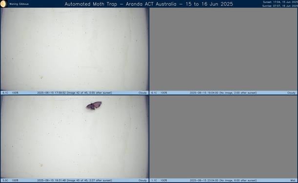 Collage showing insects attracted to light and automatically imaged 1 hour, 2 hours, 4 hours and 6 hours after sunset in Aranda, ACT, Australia on the night of 15 to 16 Jun 2025. The image includes four smaller images collected around the listed times. Each image shows a section of sheet with a variable number of insects attracted to UV and visible light. Number and variety depends on time of year and conditions during the given night. The image is also labeled with basic details of the associated weather and moon phase. For more explanation of the Automated Moth Trap project visit https://amt.hobern.net/ and https://www.flickr.com/photos/dhobern/albums/72177720322426621.