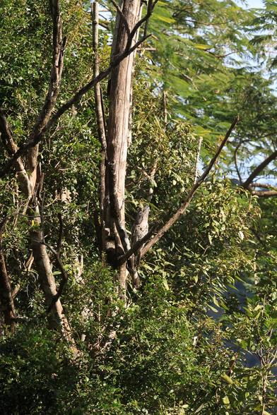 A grey mottled bird, perched in a grey mottled tree, head to the sky, very still and pretending to be a broken branch.