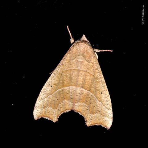A delta-winged, leaf-brown moth, shaded to look like a dead leaf, down to rib marking and scalloped edges suggesting it has been damaged or partially eaten.