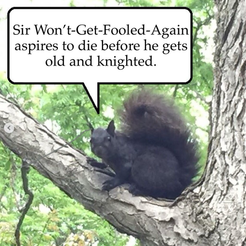 A black squirrel in a tree says “Sir Won't-Get-Fooled-Again aspires to die before he gets old and knighted.”
