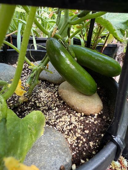 Cucumber vines with two good sized deep green cucumbers, maybe 4 inches long, resting on a smooth rock. The grocery store planter has an integrated support (black plastic).