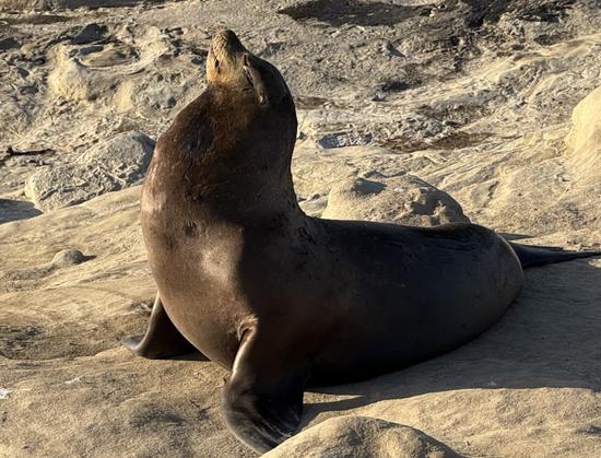 A seal is resting on a rocky surface, with its head tilted upward and eyes closed, enjoying the sunlight.