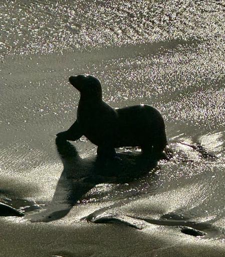 A silhouette of a seal standing on a wet sandy beach, with glistening water reflections around it.