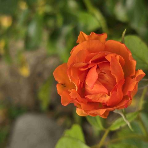 Primo piano di fiore di rosa arancione.

Una foto in diretta pubblicata utilizzando Fediphoto-Lineage