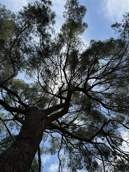 Blue skies and fluffy white clouds are viewed through the branches of a sycamore tree