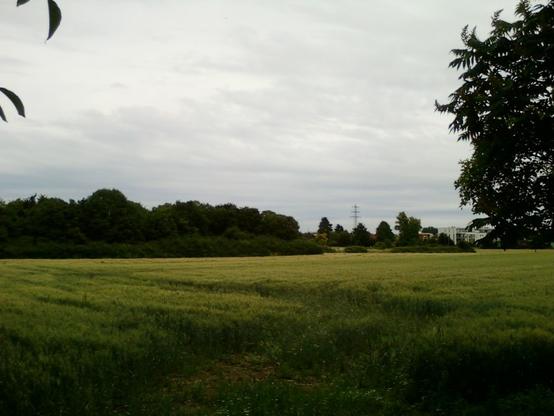 Ein Getreidefeld, weiter hinten Baeume.