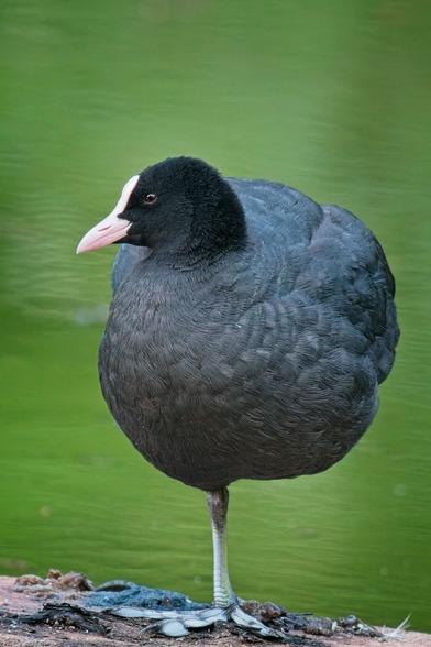 Ein Blässhuhn (oder Hahn, bin nicht sicher) in Frontalaufnahme steht auf einem Bein am Teich.
