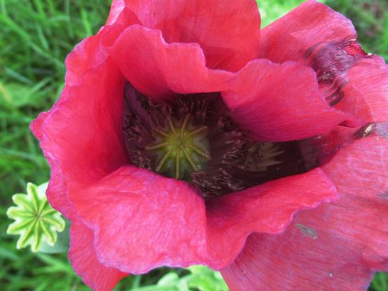 Blick in eine Blüte vom (Schaf-)mohn