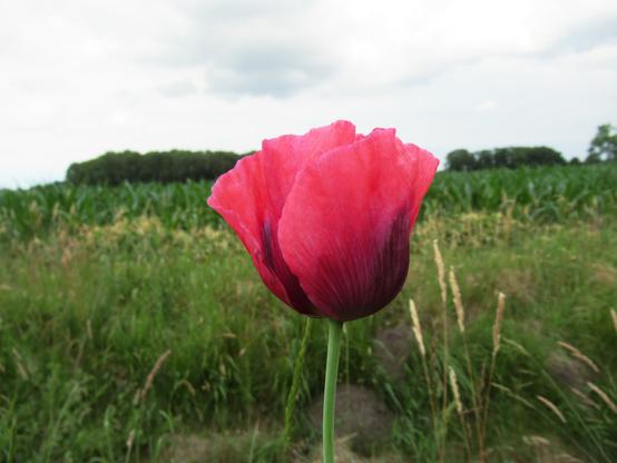 Eine Blüte vom (Schaf-)mohn