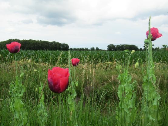 Vier Blüten vom (Schaf-)mohn