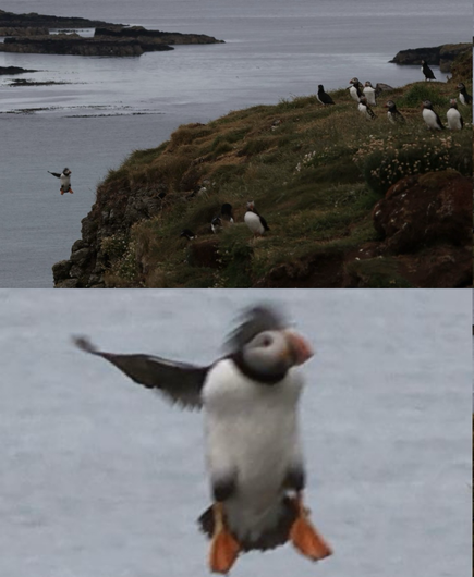 Puffin falling off cliff. Oh no