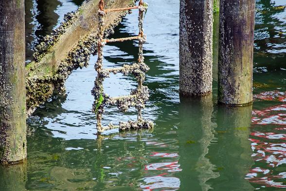 A view from underneath a dock. Wooden pilings, black with creosote, green with algae, sprinkled with barnacles. Between the pilings, a ladder hangs down; a metal chain with rusty iron rungs. The lower rungs and chain are loaded with barnacles and a bit of green  sea lettuce. A board on an angle also carries its load of barnacles and mussels. The water beneath reflects the surrounding colours: green, black, red, and silver.
