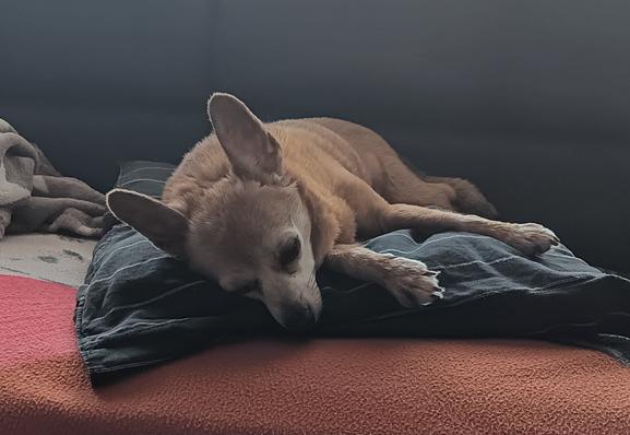 Chihuahua on pillow on couch, flat out, eyes closed and snoring.