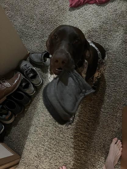 Chocolate-faced dog with a slipper in it’s mouth