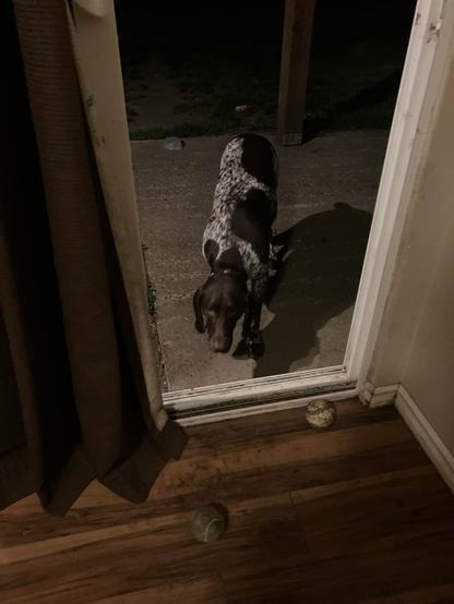 The same dog (my phone thinks it’s a German Shorthair pointer) with a chocolate brown head, and creamy coat with both tiny and large chocolate spots