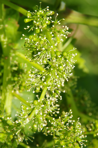 Blütenstand mit winzigen grünen Blüten und hellgelben Staubgefäßen.