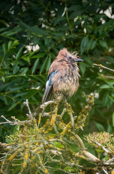 Das Bild zeigt einen jungen Eichelhäher, der auf einem mit Flechten bewachsenen Ast sitzt.


Das Bild zeigt einen jungen Eichelhäher, der auf einem Ast inmitten einer grünen, üppigen Vegetation sitzt. Der Vogel wirkt aufgeplustert und sein Gefieder ist struppig. Seine Farben sind hauptsächlich braun und beige, mit einem Hauch von Blau an den Flügeln. Der Ast, auf dem er sitzt, ist alt und verwittert, mit Flechten in Gelb- und Grüntönen bedeckt. Der Hintergrund besteht aus unscharf dargestellten, grünen Blättern, die eine dichte, naturnahe Umgebung suggerieren. Die Stimmung des Bildes ist ruhig und friedlich, mit einem Hauch von Melancholie aufgrund des Gefieders des Vogels.
