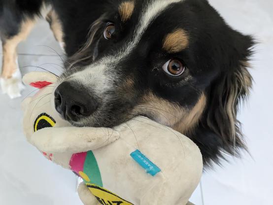 Aussie dog holding her lucky cat toy