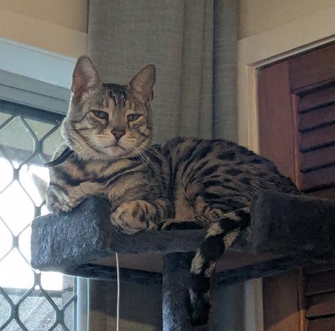 A silver spotted Bengal cat curled up on the top of a 6' cat tree in the back corner of my home office. He is looking down on me imperiously.