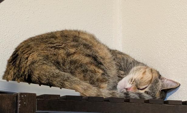 A dilute torbie curled up on top of a 5' wooden shelf in the corner of my home office. She is squished in beside a (probably non-working) keyboard. She is fast asleep.