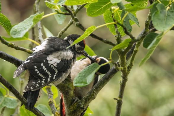 Das Bild zeigt zwei Buntspechte, die sich in einem Baum inmitten von grünen Blättern befinden, wobei einer den anderen zu füttern scheint.


Das Bild zeigt zwei Buntspechte auf einem mit Moos bewachsenen Ast eines Baumes. Der Baum ist von vielen grünen Blättern umgeben, die von Regentropfen bedeckt zu sein scheinen. Der Specht im Vordergrund ist hauptsächlich schwarz-weiß gefärbt, mit roten Flecken auf dem Kopf und weißen Flecken auf den Flügeln.  Er scheint einen anderen Specht zu füttern oder zu putzen, der kleiner ist und dessen Gefieder weniger deutlich zu erkennen ist.  Die Farben des zweiten Spechtes scheinen blasser, mit einem Hauch von beige und schwarz. Die Atmosphäre ist ruhig und friedlich, mit einem Fokus auf die Interaktion zwischen den beiden Vögeln. Das Bild vermittelt eine ruhige und natürliche Stimmung, die von der grünen Umgebung und der detaillierten Darstellung der Vögel unterstrichen wird.  Das Licht im Bild lässt auf einen bewölkten, aber nicht düsteren Tag schließen.  Die Gesamtstimmung ist eine von Zuneigung und Fürsorge, die durch die Körperhaltung und Interaktion der Vögel nahegelegt wird.
