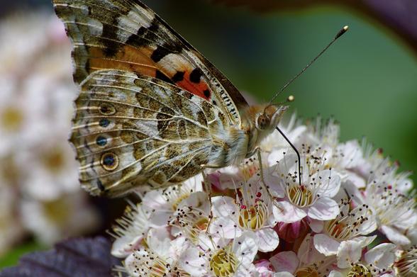 A close-up of a butterfly resting on white flowers. The butterfly has intricate patterns on its wings, featuring shades of brown, orange, and blue. The flowers are blooming with delicate petals and small stamens.