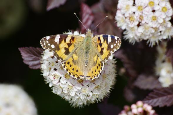 A brightly colored butterfly rests on a cluster of small white flowers, surrounded by green and reddish leaves. The butterfly has distinctive orange, black, and yellow patterns on its wings.