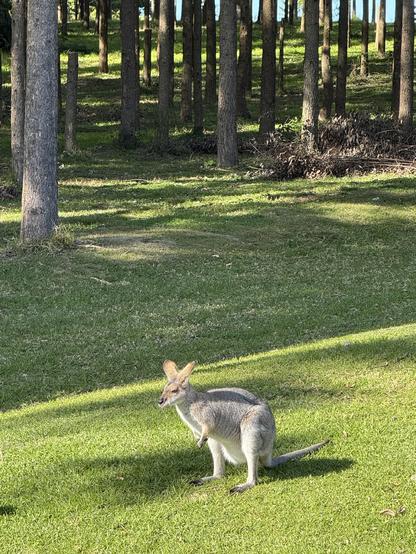 A female wallaby with a bulging pouch eats pellets on freshly mown green grass with forest behind her.
