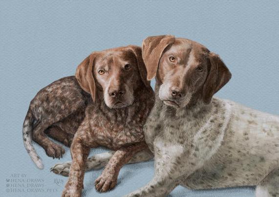 Digital colored pencil portrait of two German Shorthair Pointer dogs (brown colored and brown with white) lying down on a light blue background.
