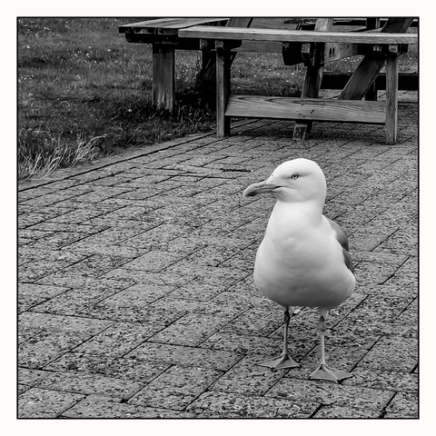 A bold seagull approaches the camera with a determined gait and stare, it's standing on a patterned concrete path with grass and a wooden bench in the background.
