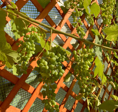 Meine Weinrebe mit grünen Trauben, hängend am Rankgitter. August 2021