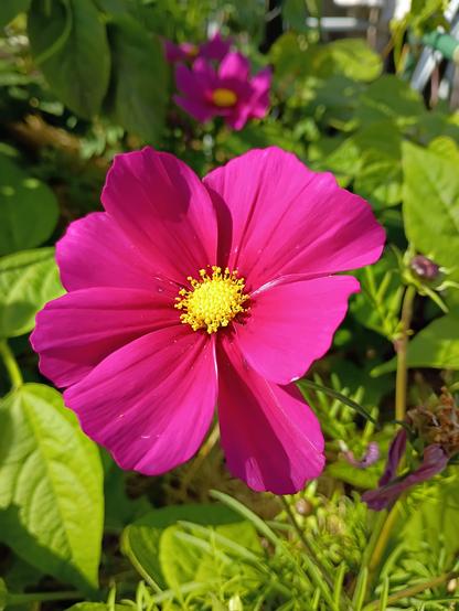 A pretty pink flower