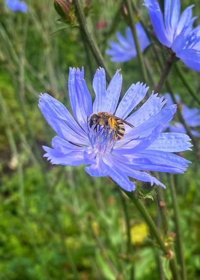 Nahaufnahme einer leuchtend blauen Wegwartenblüte mit einer Wildbiene darin