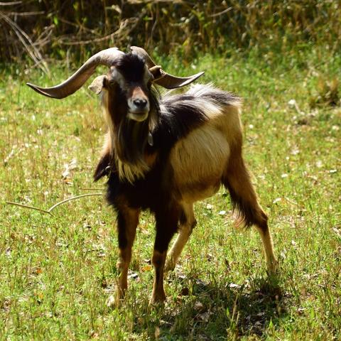 a goat, shaded in a mixture of black, brown, tan, and white, looks a bit startled at something to the right of the camera. her long horns have a wildness about them and her fur almost has it's hackles up as if she's heard that dreaded ringing sound of a program she had almost had time to forget about.