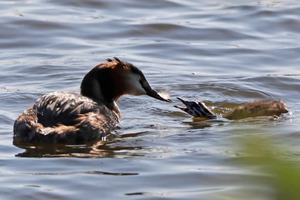 Erwachsener Haubentaucher verfüttert eine Feder an sein Küken in ruhigem Wasser. Der adulte Vogel hat einen dunklen Kopf mit markanten spitzen Schnabel und braun-grau geflecktes Gefieder, während das Junge heller gefärbt erscheint. Wasserkräusel umgeben beide Vögel während der Fütterung.