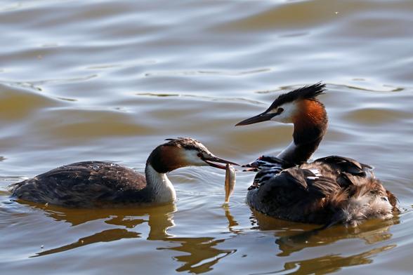 Haubentaucher-Familie im Wasser: Ein erwachsener Vogel mit charakteristischer schwarzer Federhaube und rostroter Wange verfüttert einen Fisch an ein Jungtier welches auf dem Rücken eines Elterntieres sitzt. Daneben sitzt ein zweites uninteressiertes Küken im Gefieder des Altvogels. Alle vier Vögel befinden sich in ruhigem Wasser mit sanften Wellen und warmen Lichtreflexionen.