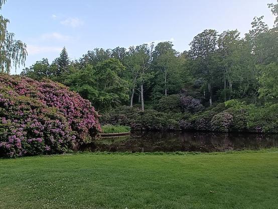 Rhododendron i Brunnsparken i Ronneby