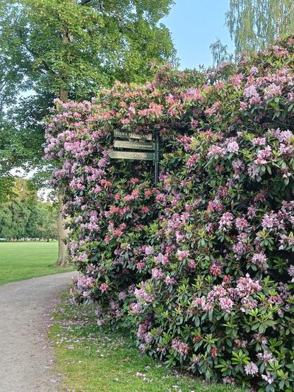Rhododendron i Brunnsparken i Ronneby
