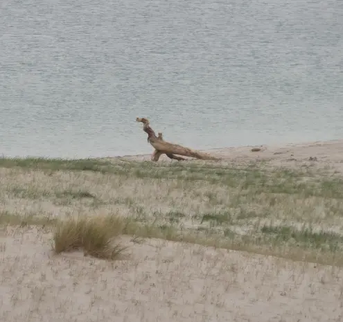 Un morceau de bois flotté ressemblant étrangement à un petit T-Rex sur une plage déserte parsemé de petites herbes et en arrière plan une mer calme, couleur gris clair.