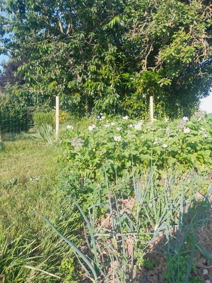 Photo d'une partie du potager, on vois des oignons avec des euphorbes de jardin et des amaranthes blanches au milieu, derrière des pommes de terres fleuries avec des bleuets et des bourraches qui s'y mèlent et en arrière plan des petites fleurs blanches devant un cerisier