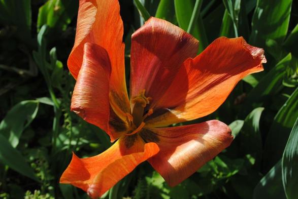 horizontal format closeup of a slightly wilting tulip flower in shades of orange and red, seen from above in direct sunlight coming from the left side of the image, before a background of green tulip foliage.