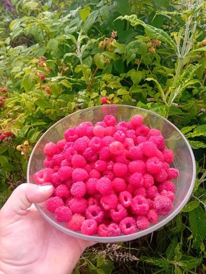 Un saladier en verre rempli de framboises