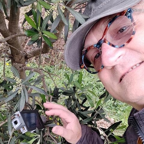 Reinhard follows the DigitalBug exploring an olive tree