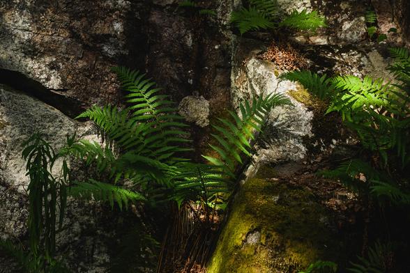 The photograph shows an uneven rock wall, partly covered by moss. Here and there on the rock there grows clusters of fern.

The sun is shining down from behind the photographer and through trees, creating a pattern of shadow and light on the rock wall and ferns