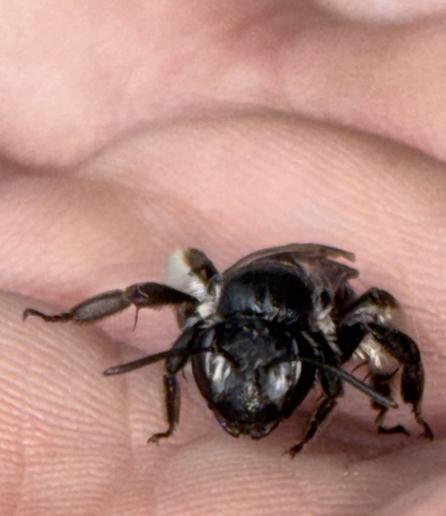 Eine Wildbiene, hier vermutlich eine 
Senf-Blauschillersandbiene, Andrena agilissima (?) auf der Hand.