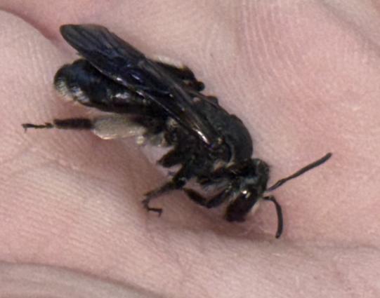 Eine Wildbiene, hier vermutlich eine 
Senf-Blauschillersandbiene, Andrena agilissima (?) auf der Hand.