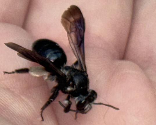 Eine Wildbiene, hier vermutlich eine 
Senf-Blauschillersandbiene, Andrena agilissima (?) auf der Hand.