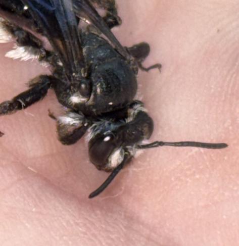 Eine Wildbiene, hier vermutlich eine 
Senf-Blauschillersandbiene, Andrena agilissima (?) auf der Hand.