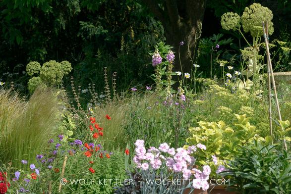 The photograph shows a densely planted border with perennials, many flowering, biennials and ornamental grasses before the dark green of a tall evergreen hedge.