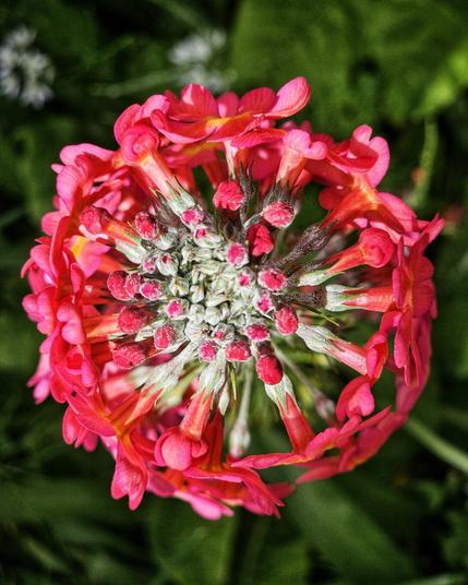 A top-down, close-up view of a vibrant pink primula flower in full bloom, with its numerous small petals forming a dense, circular cluster. The centre of the flower shows the developing buds, light green and covered in a light, fuzzy texture, surrounded by the unfurling bright pink petals. The background is a soft blur of dark green foliage.